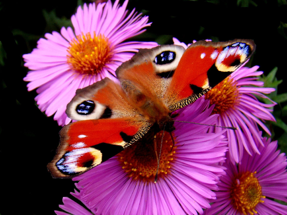 SCHMETTERLING