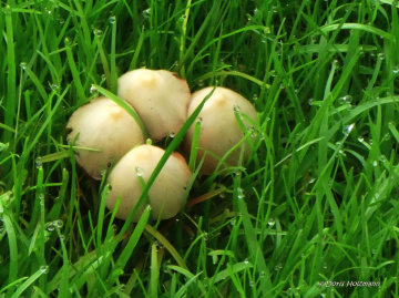 Pilze in Nachbars Garten