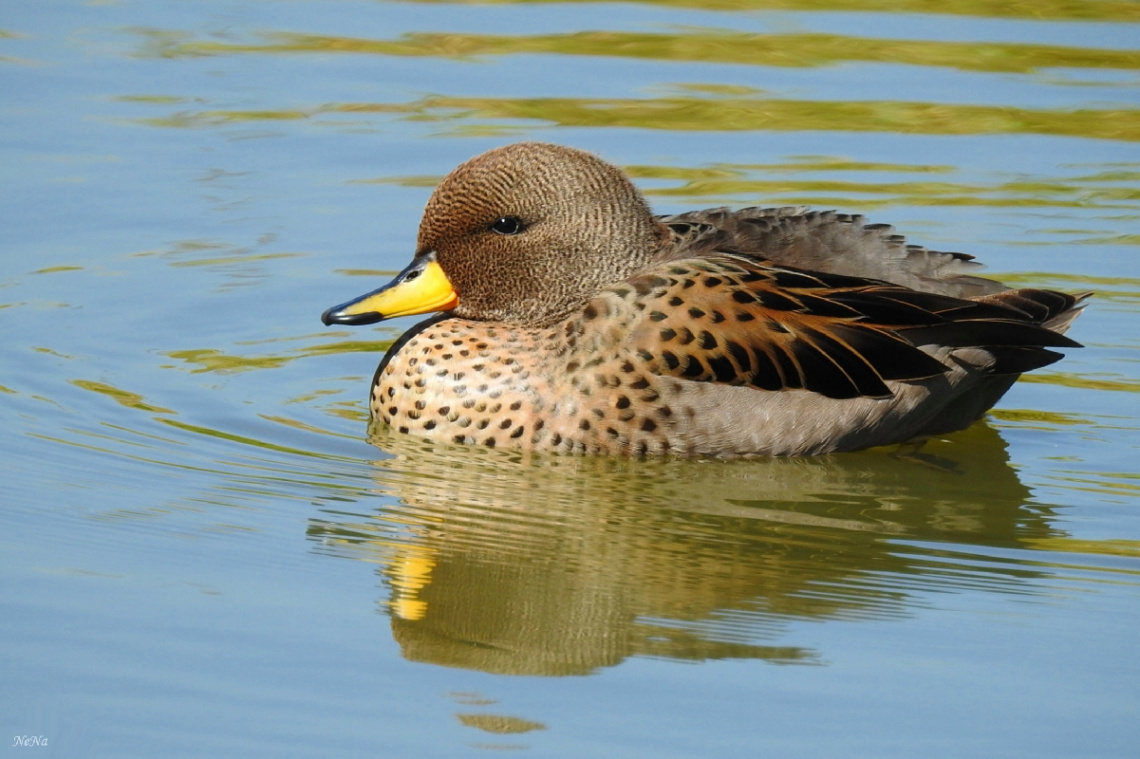 Little Duck