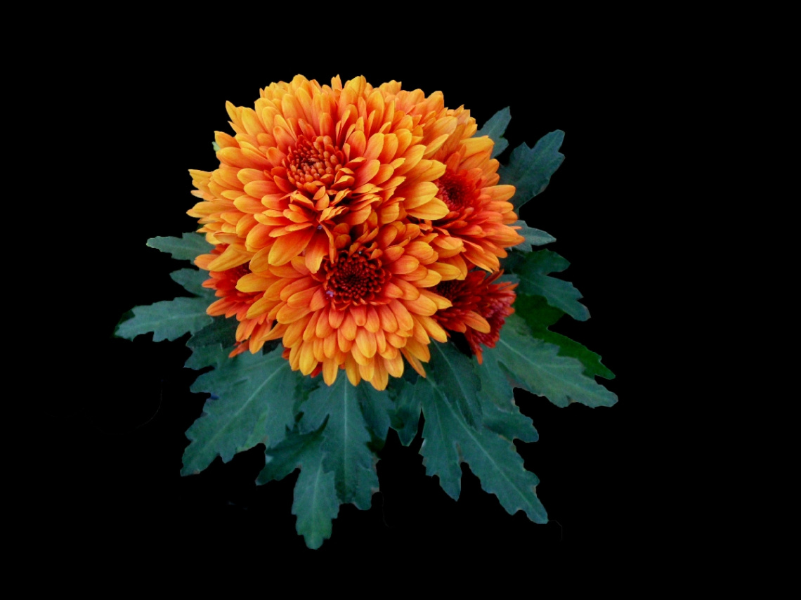 BLÜTE