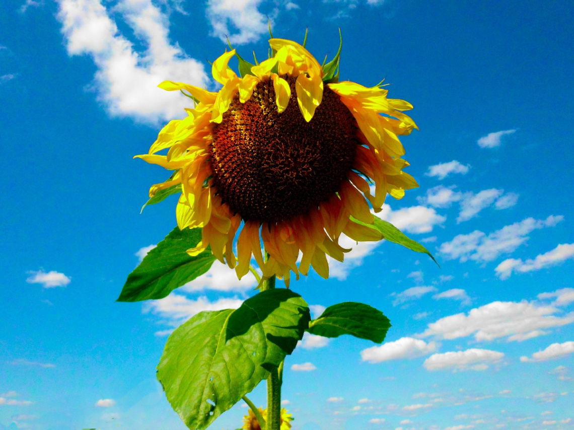 SONNENBLUME 