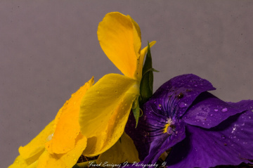 Pansies