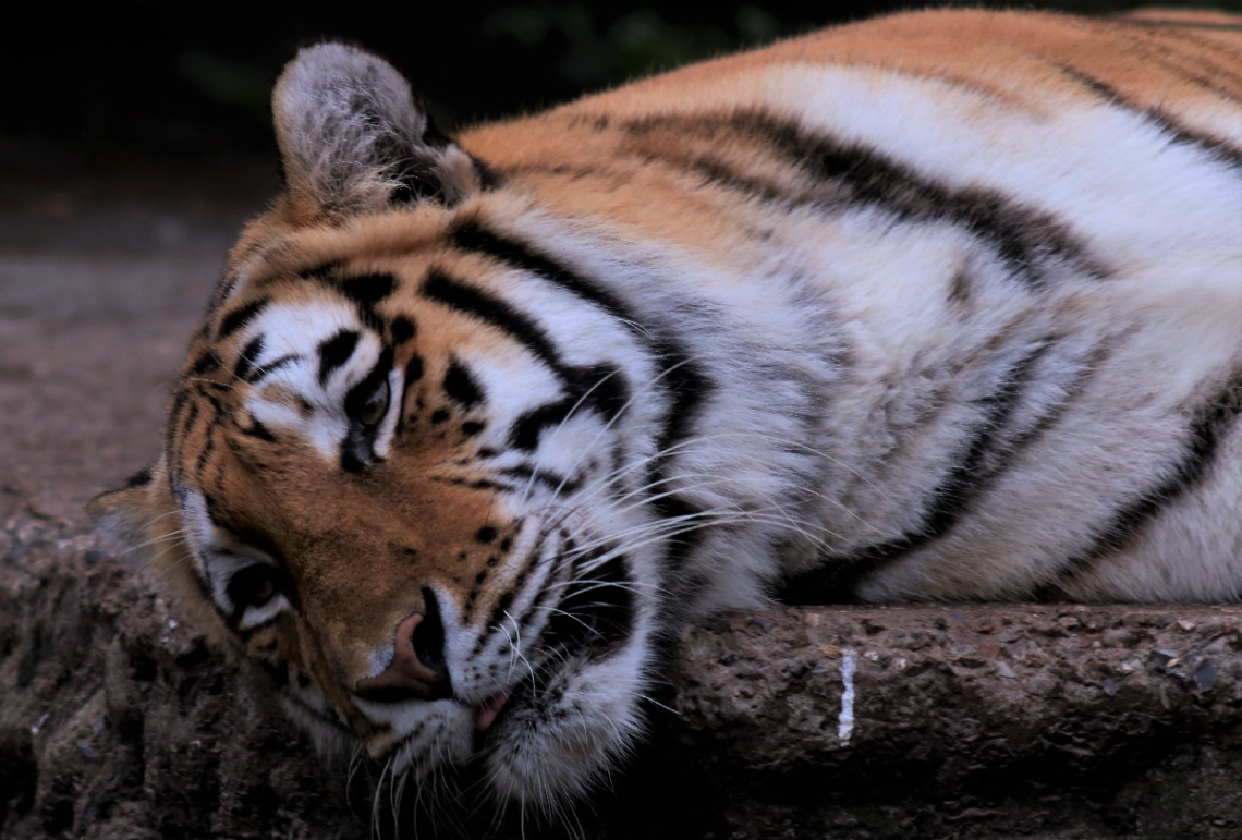 Amur Tiger