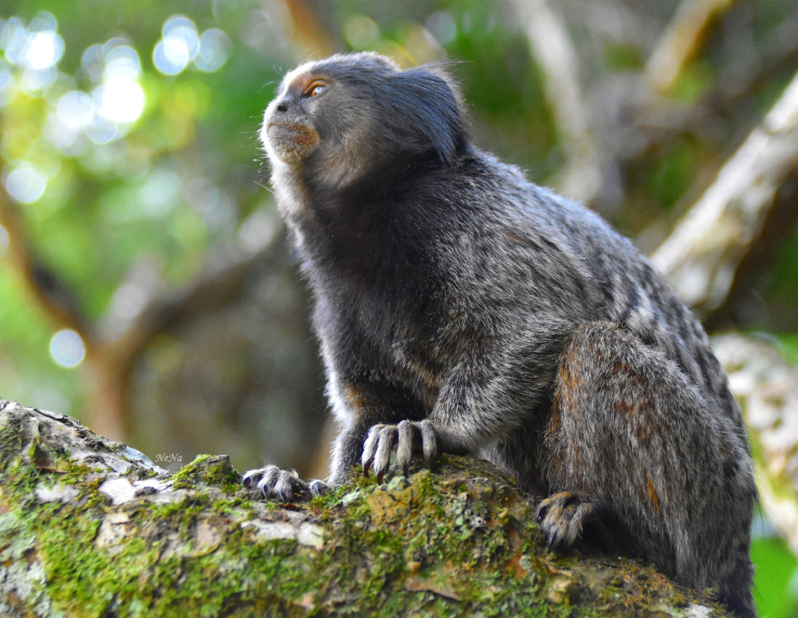 Saguí