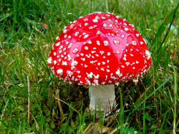 FLIEGENPILZ