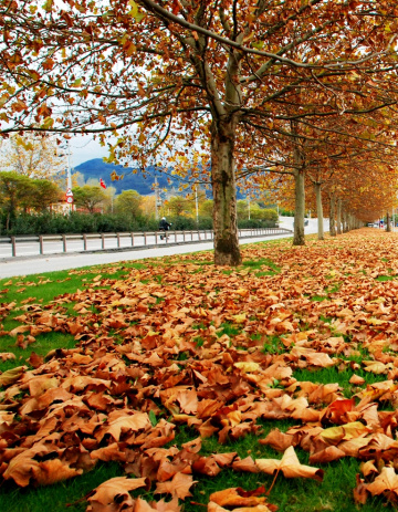 Sonbahar & Yapraklar 2