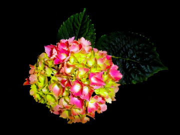 BLÜTEN