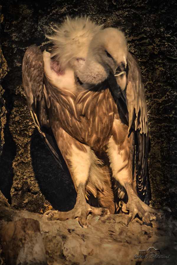 akbaba - Vulture