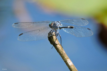 Libélula
