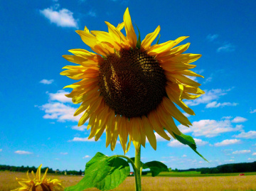 SONNENBLUME