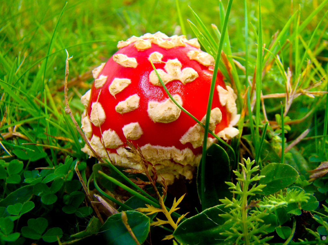 FLIEGENPILZ