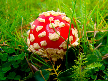 FLIEGENPILZ