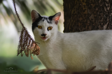 Kedi - The Cat