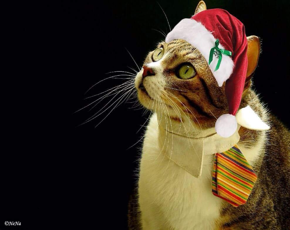 Feliz Natal!  - Fröhliche Weihnachten!  - Bon Nada