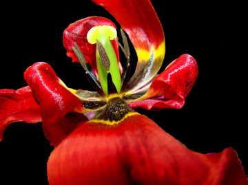 BLÜTE