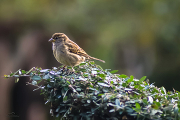 Ağaç serçesi - Eurasian Tree Sparrow