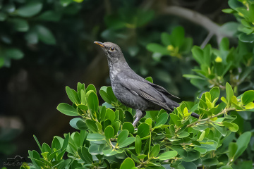 Karatavuk - Common Blackbird