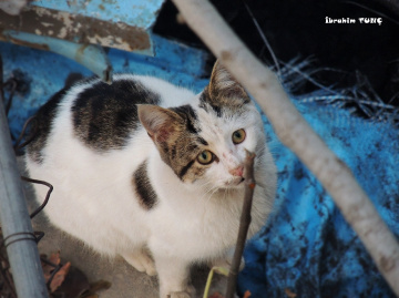 Kedi