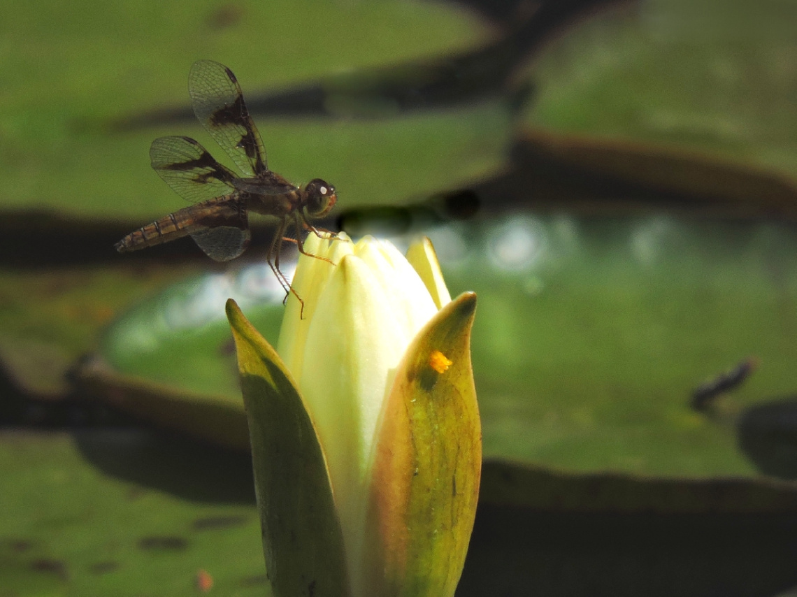 Nymphae with dragonfly 
