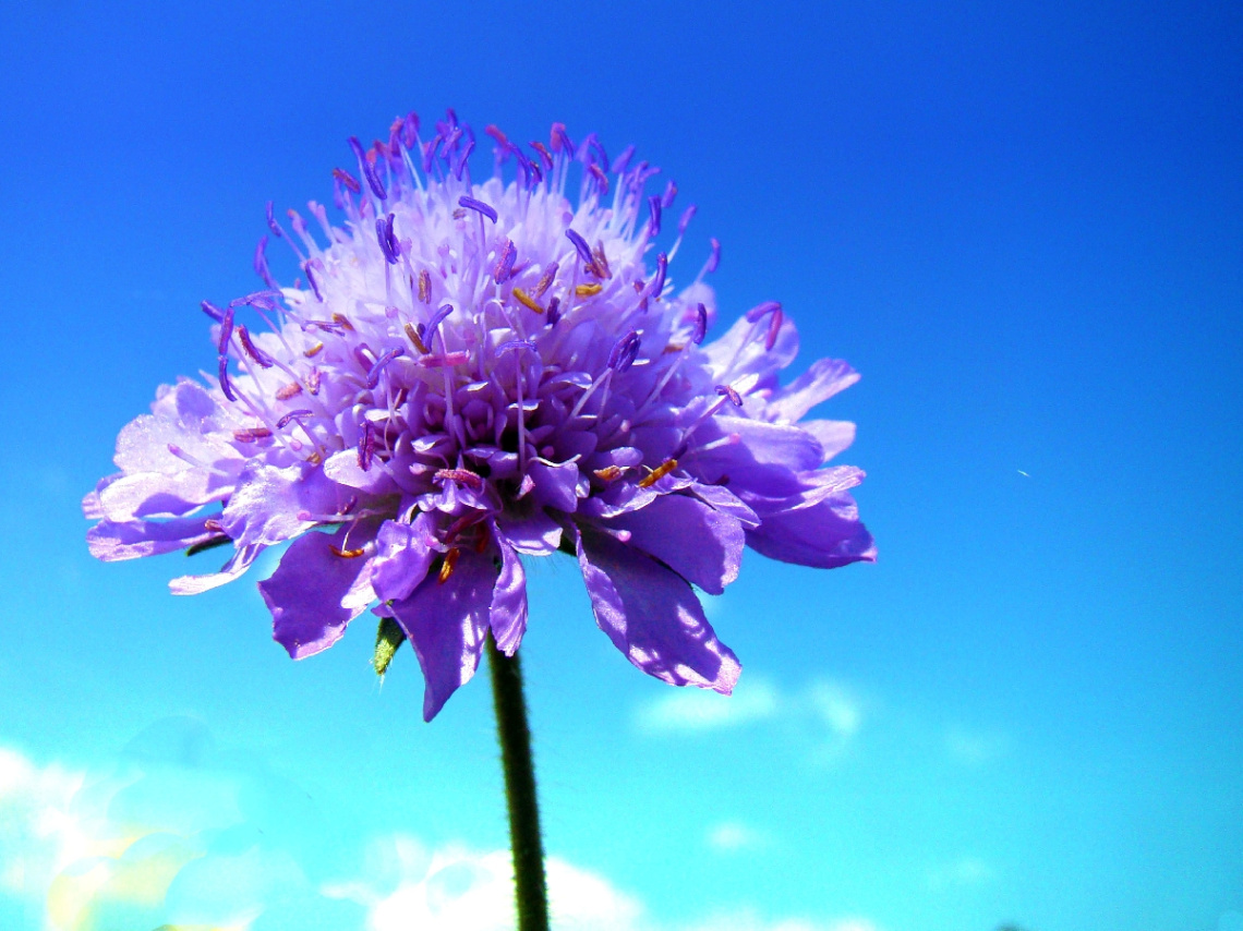 BLÜTE
