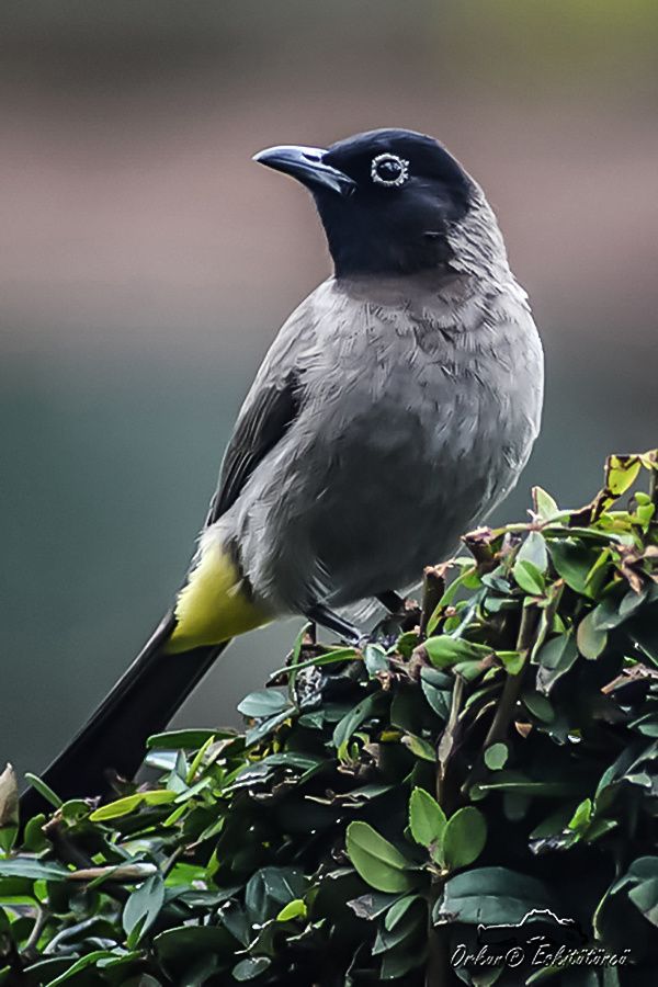 White-spectacled Bulbul