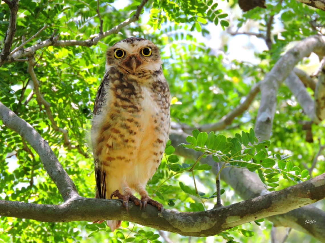 Burrowing Owl