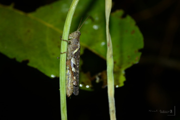 grasshopper