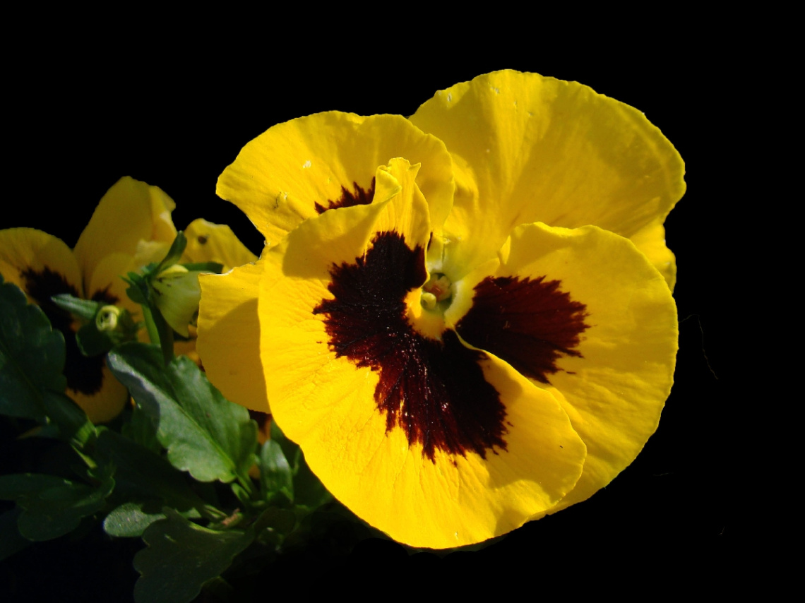 BLÜTE