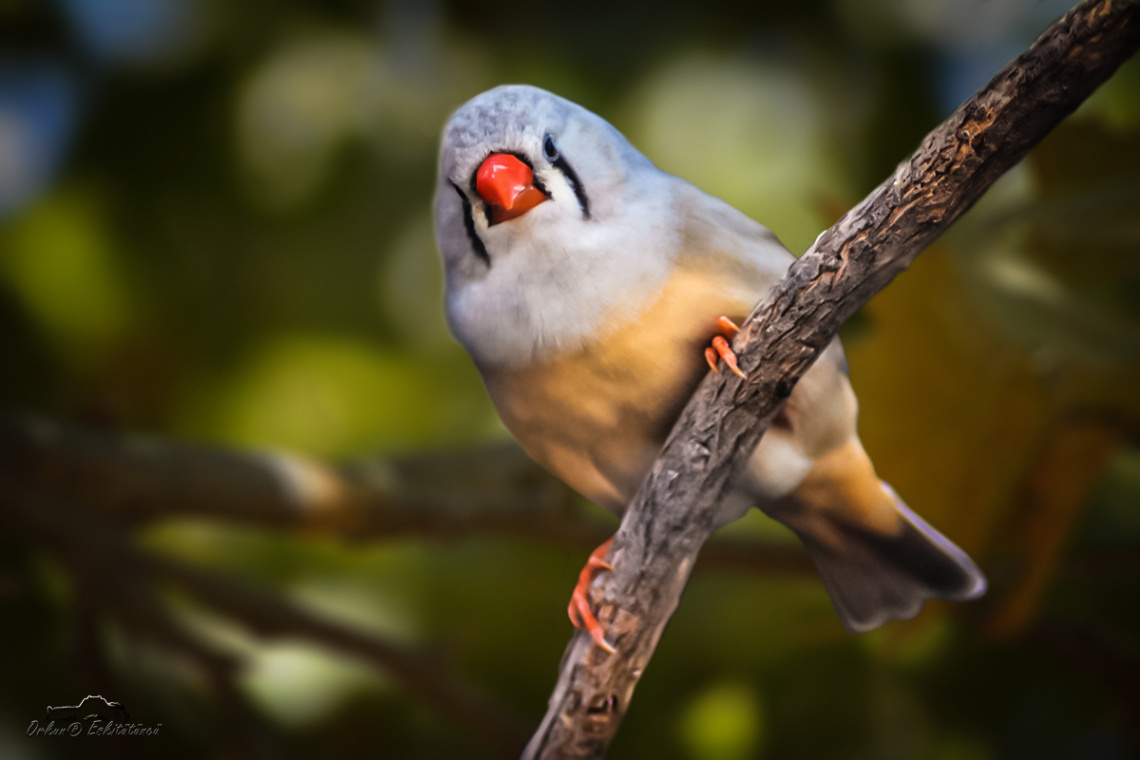 Zebra ispinozu - Zebra Finch