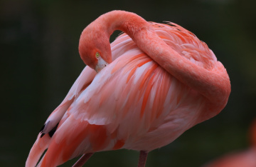 Flamingo moment...