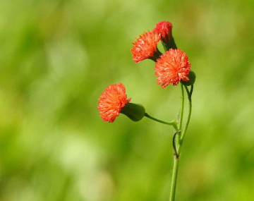 Mini dandelion flowers