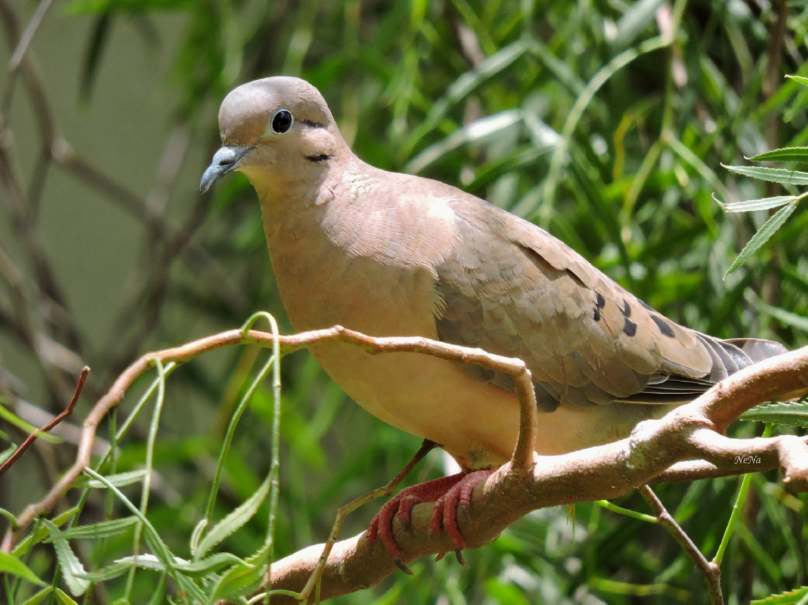 Zenaida auriculata