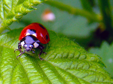 MARIENKÄFER