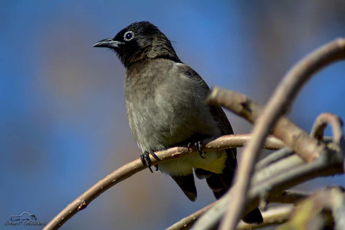 White-spectacled Bulbul