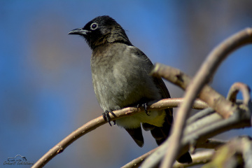 White-spectacled Bulbul