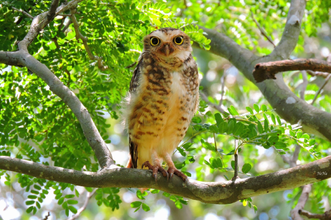 Attentive Owl