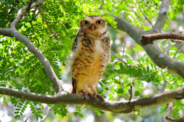 Attentive Owl