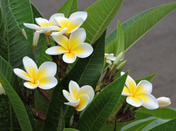 Jasmin