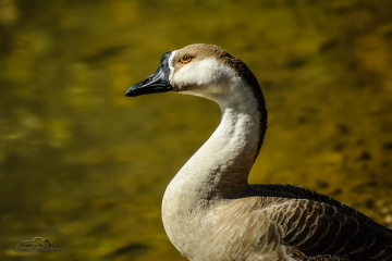  Brown Chinese Geese