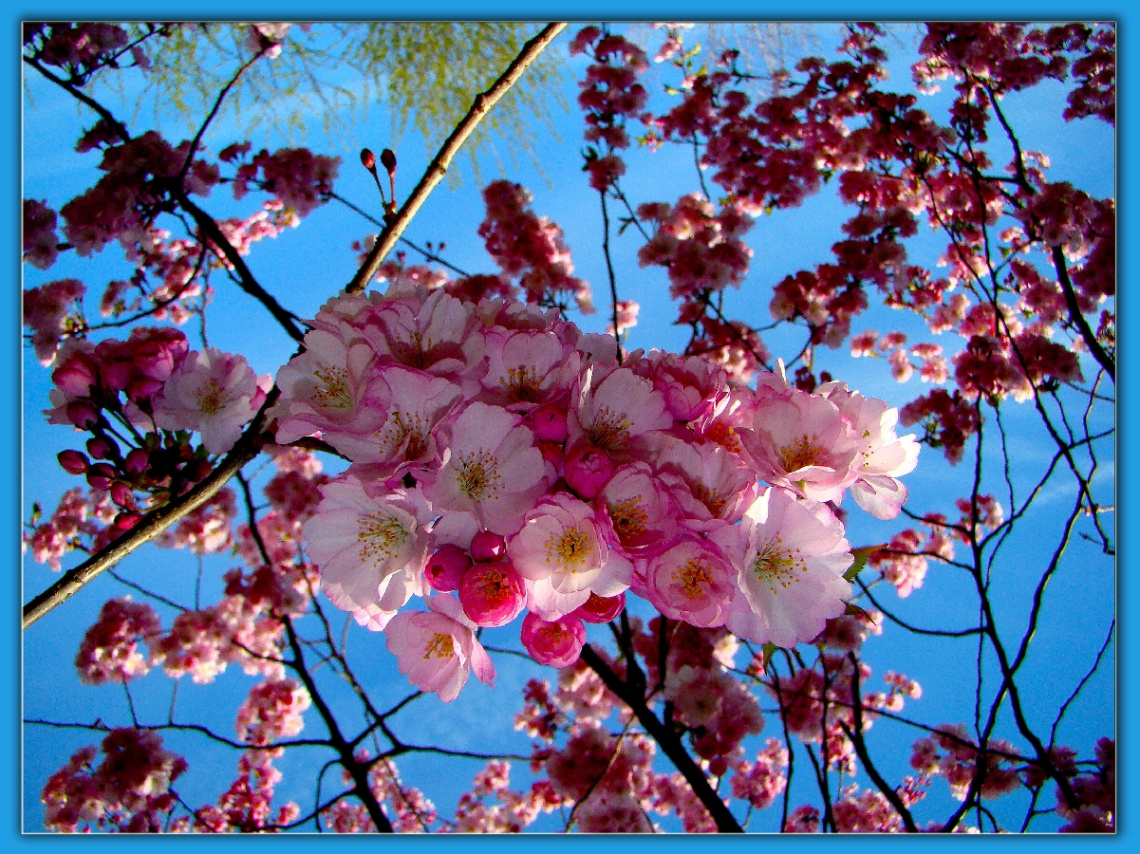 BLÜTEN
