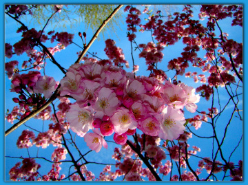 BLÜTEN