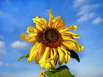 SONNENBLUME
