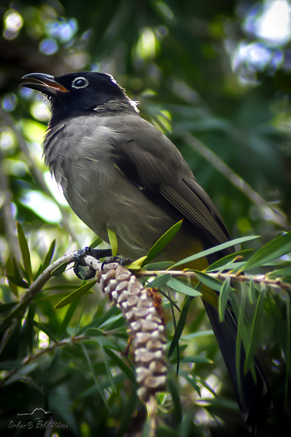 White-spectacled Bulbul