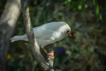 Zebra ispinozu - Zebra Finch