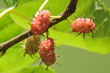 Amora fruit 