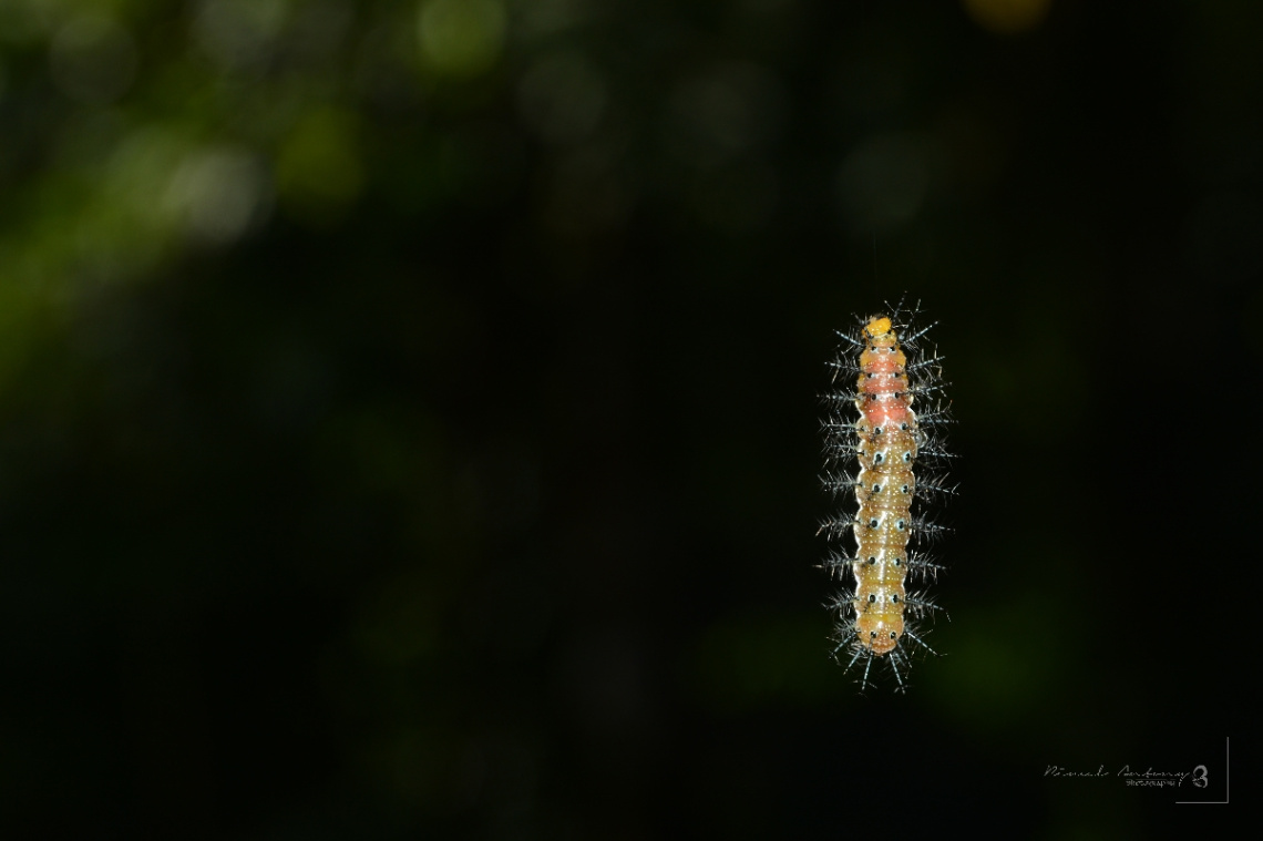 caterpillar