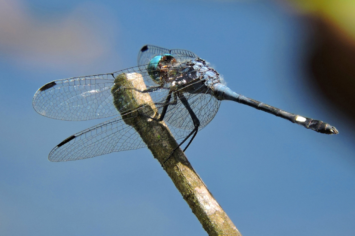 Blue Dragonfly 