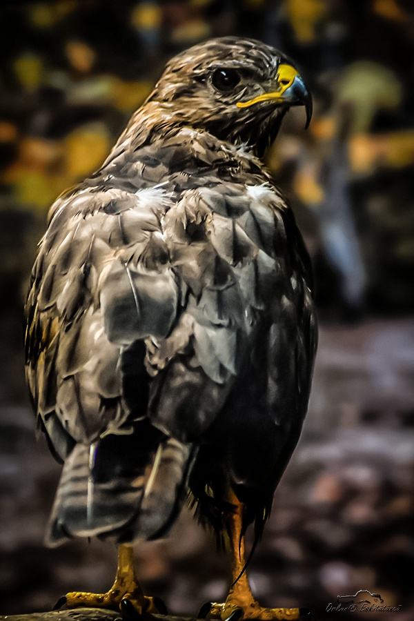 Bayağı şahin - common buzzard