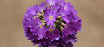 Purple...