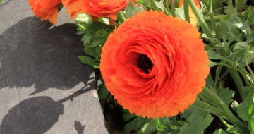 Orange...